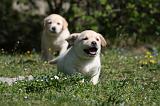 LABRADOR 1058
